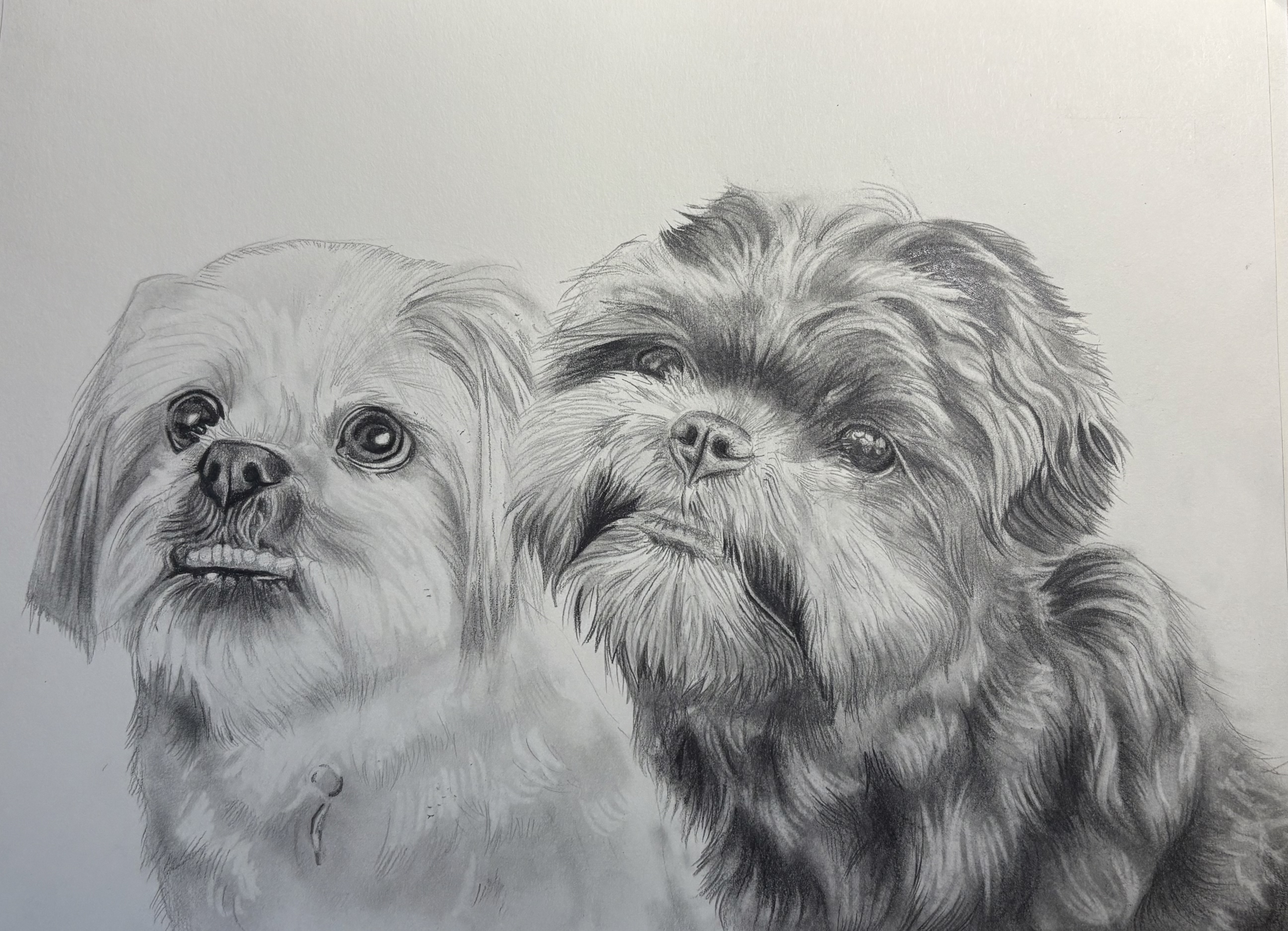 Commission: Dog Portrait