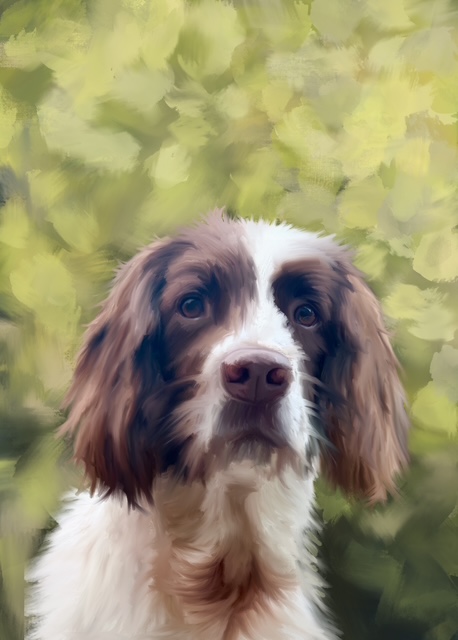 Dog Commission