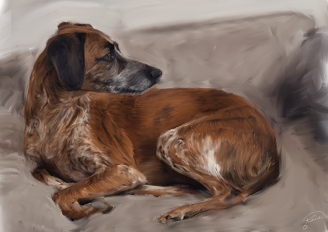 Dog Commission