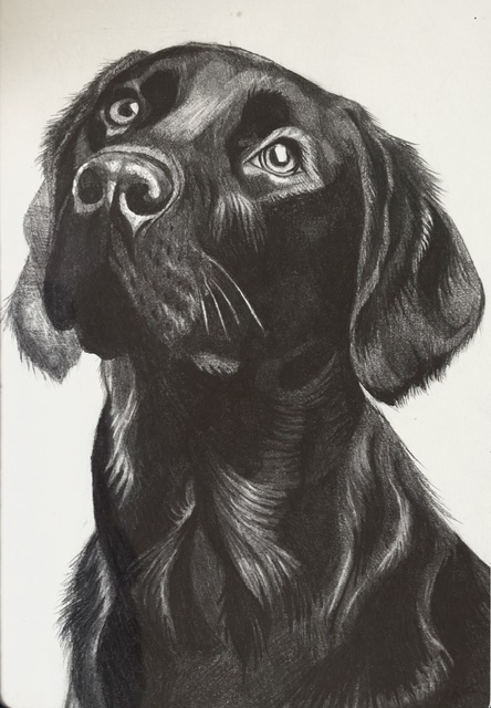 Dog Commission