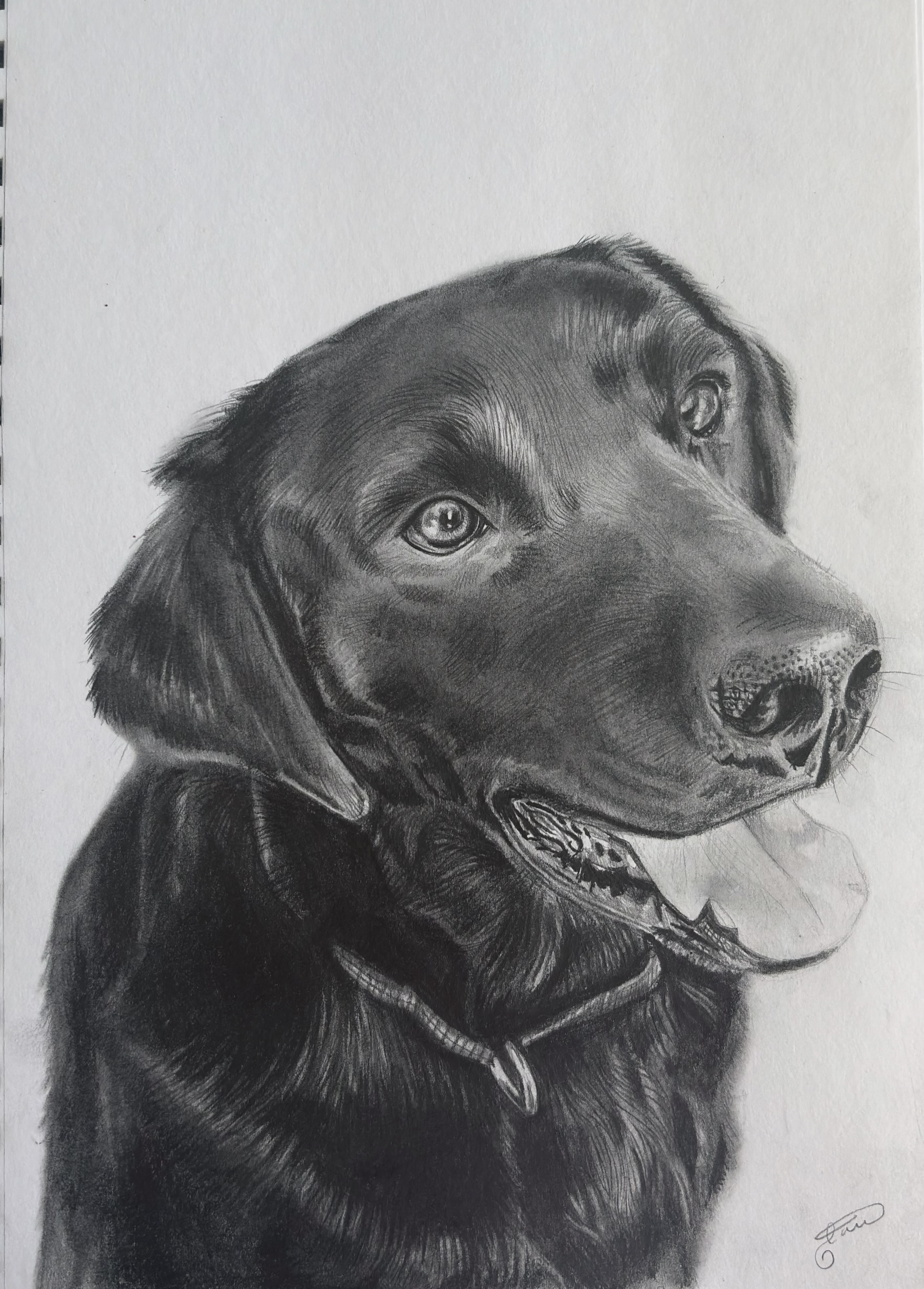 Dog Sketch