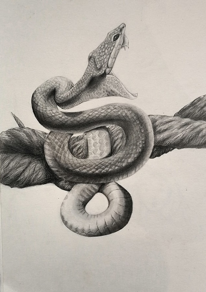 Viper Study